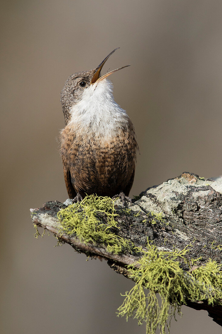 Schluchten-Zaunkönig (Catherpes mexicanus) singend in West-Montana