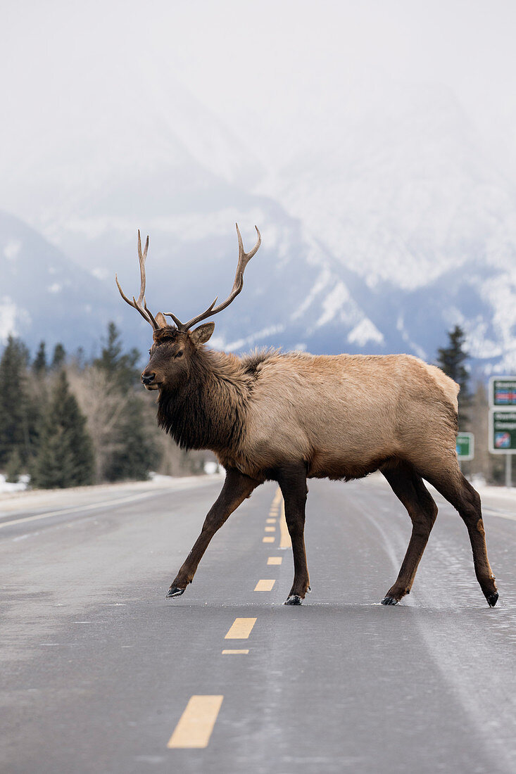 Wapiti (Cervus canadensis) überquert den transkanadischen Highway im Westen von Alberta Kanada.