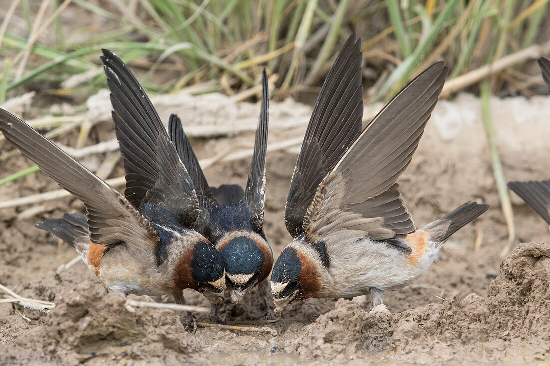 Klippenschwalbe (Petrochelidon pyrrhonota), sammelt Schlamm, um ein Nest zu bauen, Westliches Montana