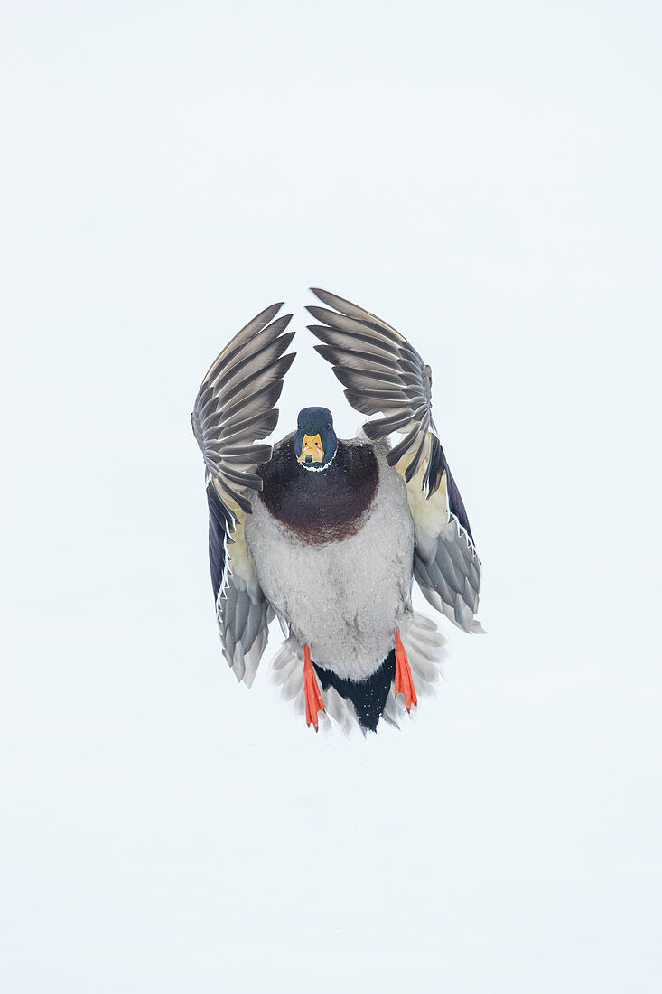 Stockente (Anas platyrhynchos) im Flug in West-Montana