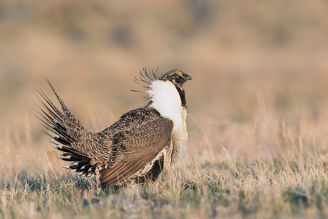 Beifußhuhn (Centrocercus urophasianus), auf der Lek in südwestlichem Montana