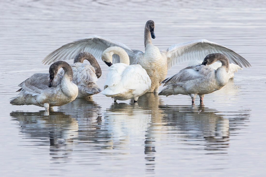 Trompeterschwan-Familie (Cygnus buccinator) in West-Montana