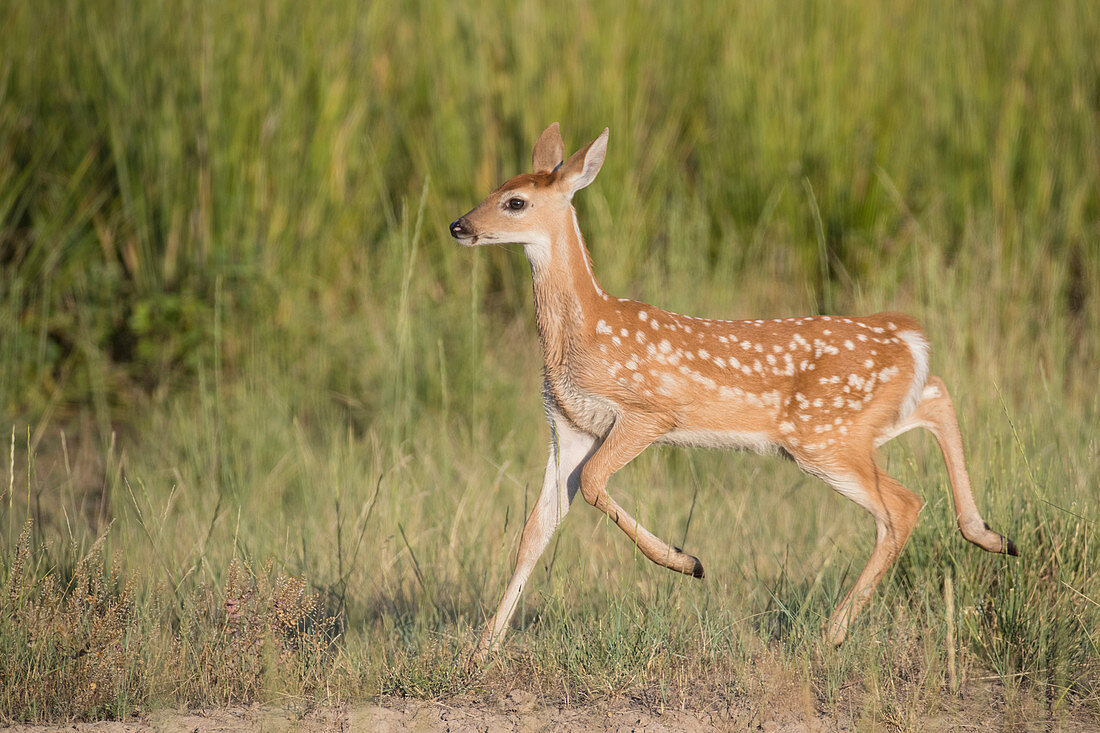 Weißwedelhirsch (Odocoileus virgininianus), Kitz in der Prärie, Central Montana