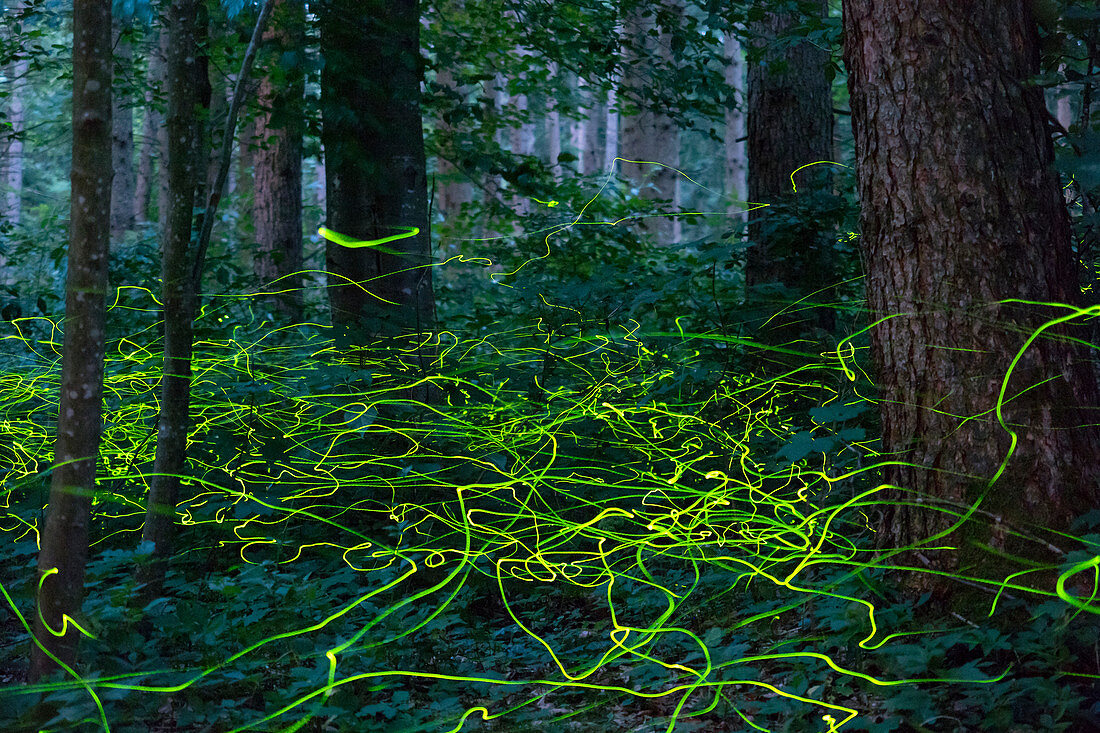 Lichtspuren des Leuchtkäfers (Lamprohiza splendidula) im Wald, Bayern, Deutschland