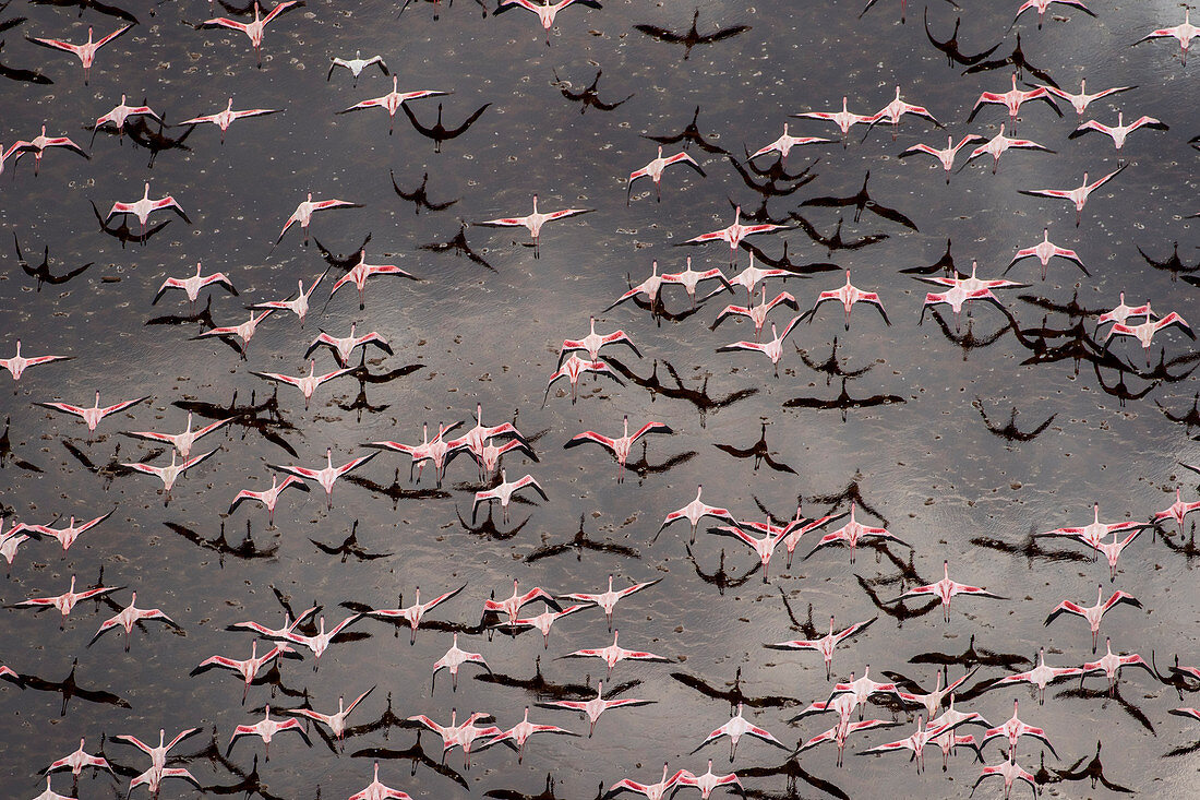 Roter Flamingo (Phoenicopterus ruber) und Zwergflamingo (Phoenicopterus minor), Natronsee, Tansania