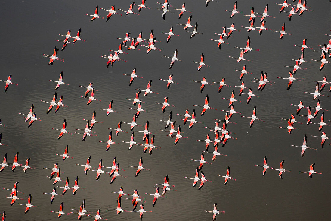 Zwergflamingo (Phoenicopterus minor), See Magadi, Tansania