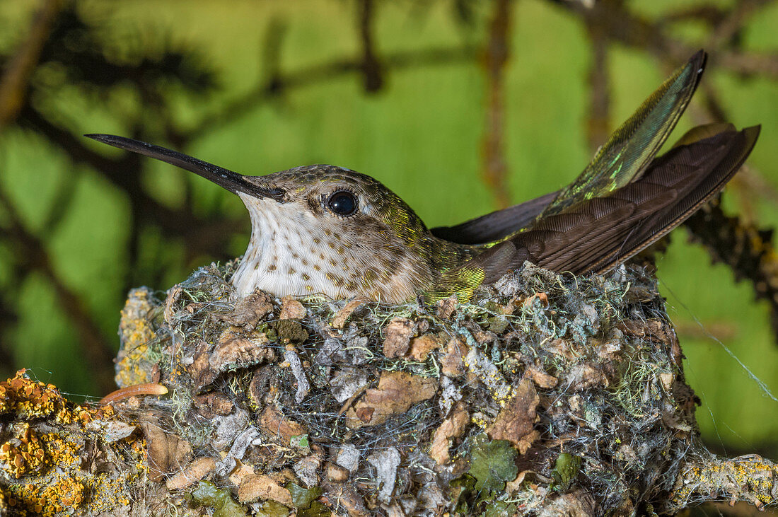 Breitschwanzkolibri (Selasphorus platycercus) im Nest, Grand Teton Nationalpark, Wyoming