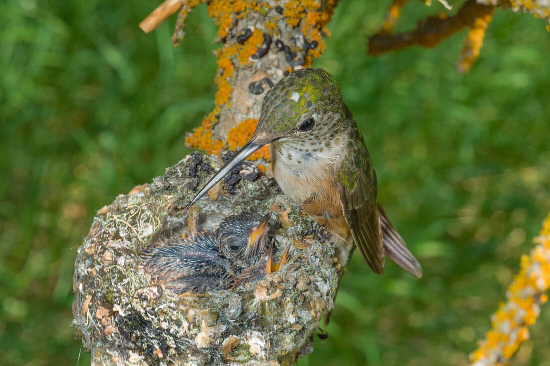 Breitschwanzkolibri (Selasphorus platycercus) Mutter im Nest mit Küken, Grand Teton Nationalpark, Wyoming