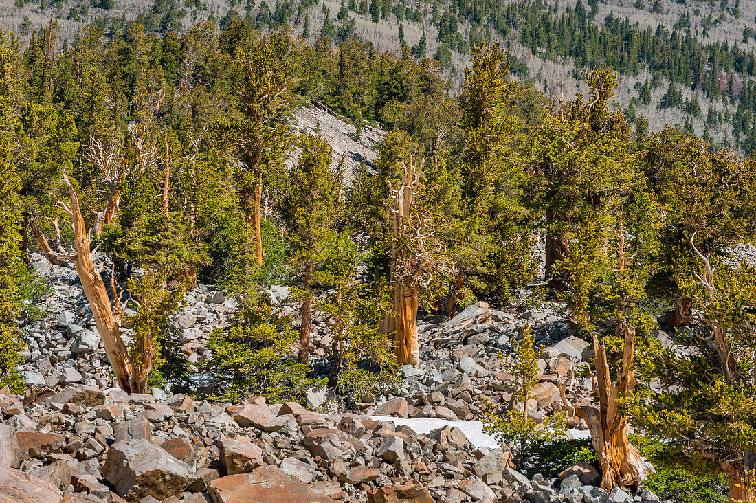 Langlebige Kiefer (Pinus longaeva), Nationalpark Great Basin, Nevada