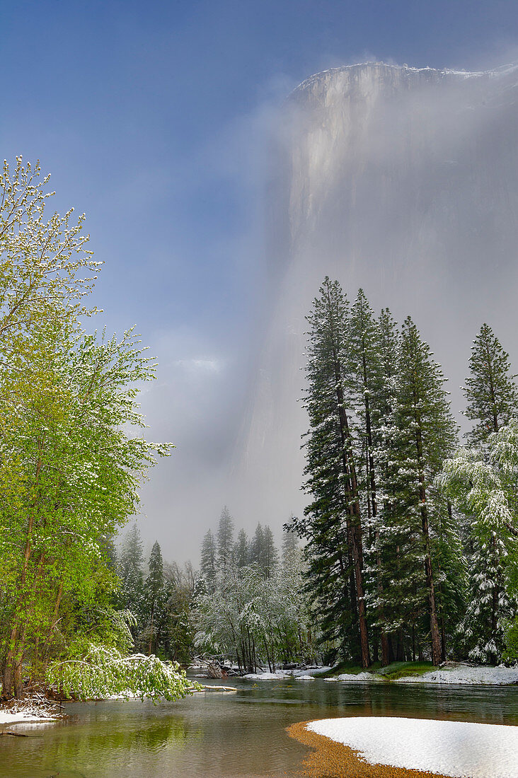 Gebirgshartriegel (Cornus nuttallii) blühend mit Nadelbäumen nach Frühlingsschneefällen, El Capitan, Yosemite Nationalpark, Kalifornien