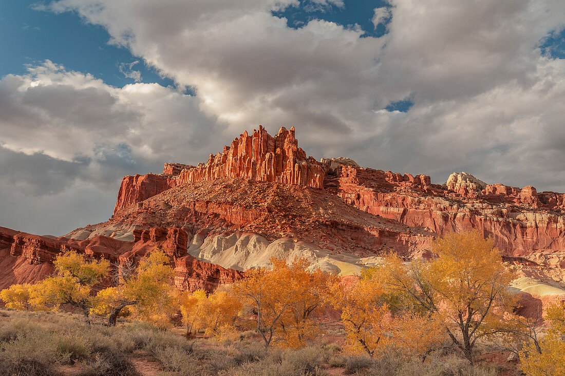 Fremont-Pappel (Populus fremontii) im Herbst, Bentonite Hills, Kapitol-Riff-Nationalpark, Utah