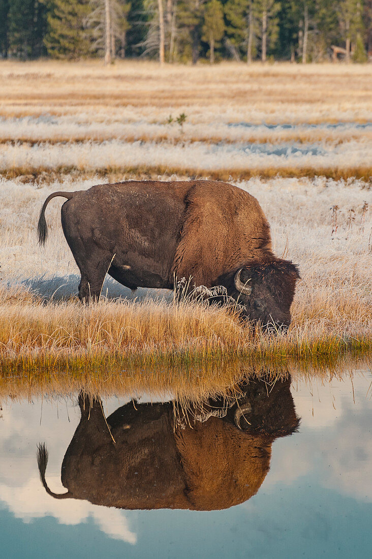 Amerikanischer Bison (Bisonbison) trinkend auf frostbedeckter Wiese, Yellowstone Nationalpark, Wyoming