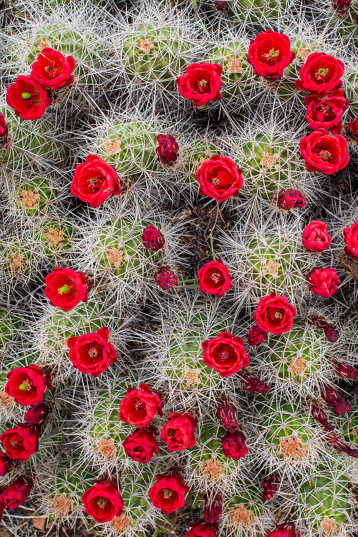 Blühender Claret Cup-Kaktus (Echinocereus triglochidiatus), Arches National Park, Utah