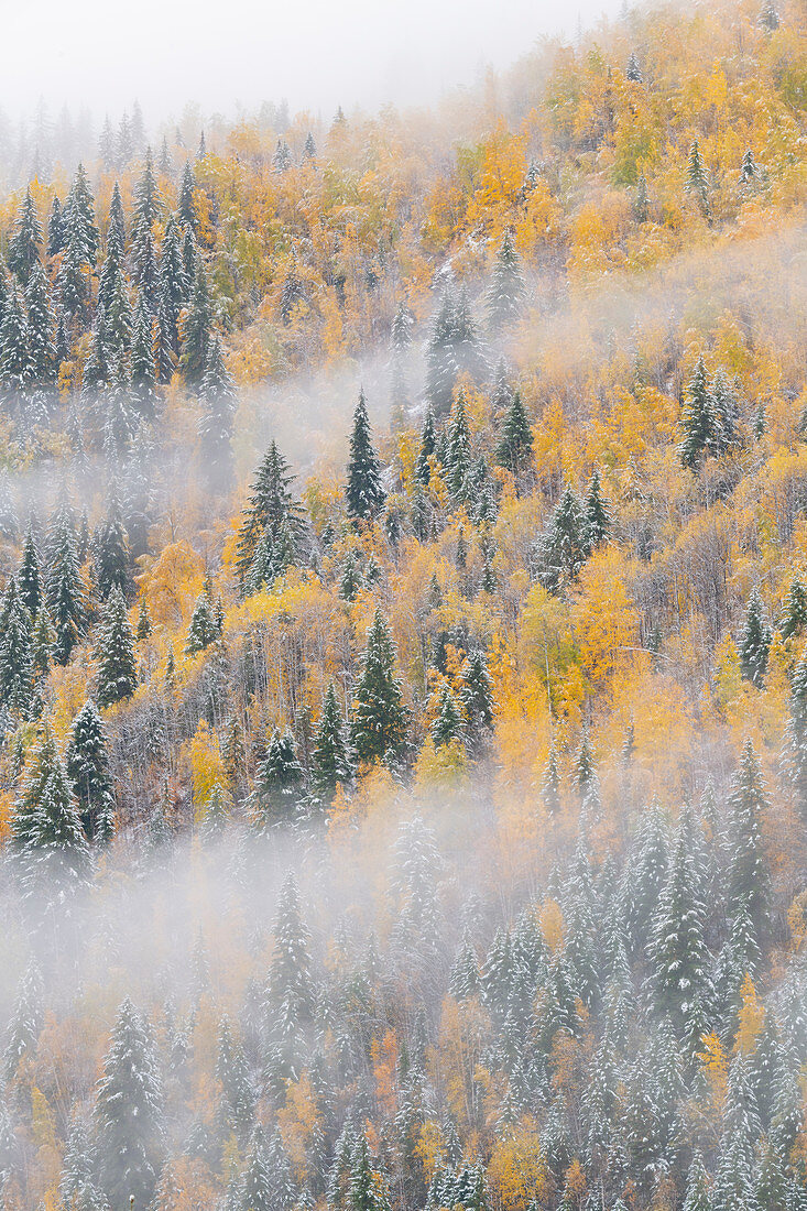 Gemischter Nadel- und Laubwald nach Schneefällen im Herbst, Wells Gray Provincial Park, Britisch-Columbia, Kanada