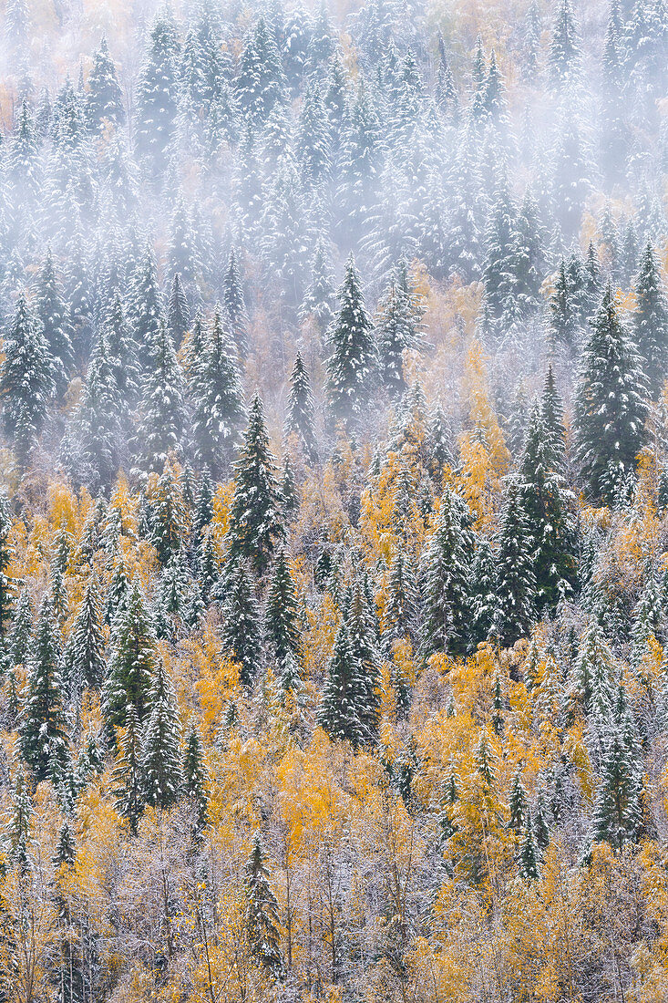 Gemischter Nadel- und Laubwald nach Schneefällen im Herbst, Wells Gray Provincial Park, Britisch-Columbia, Kanada