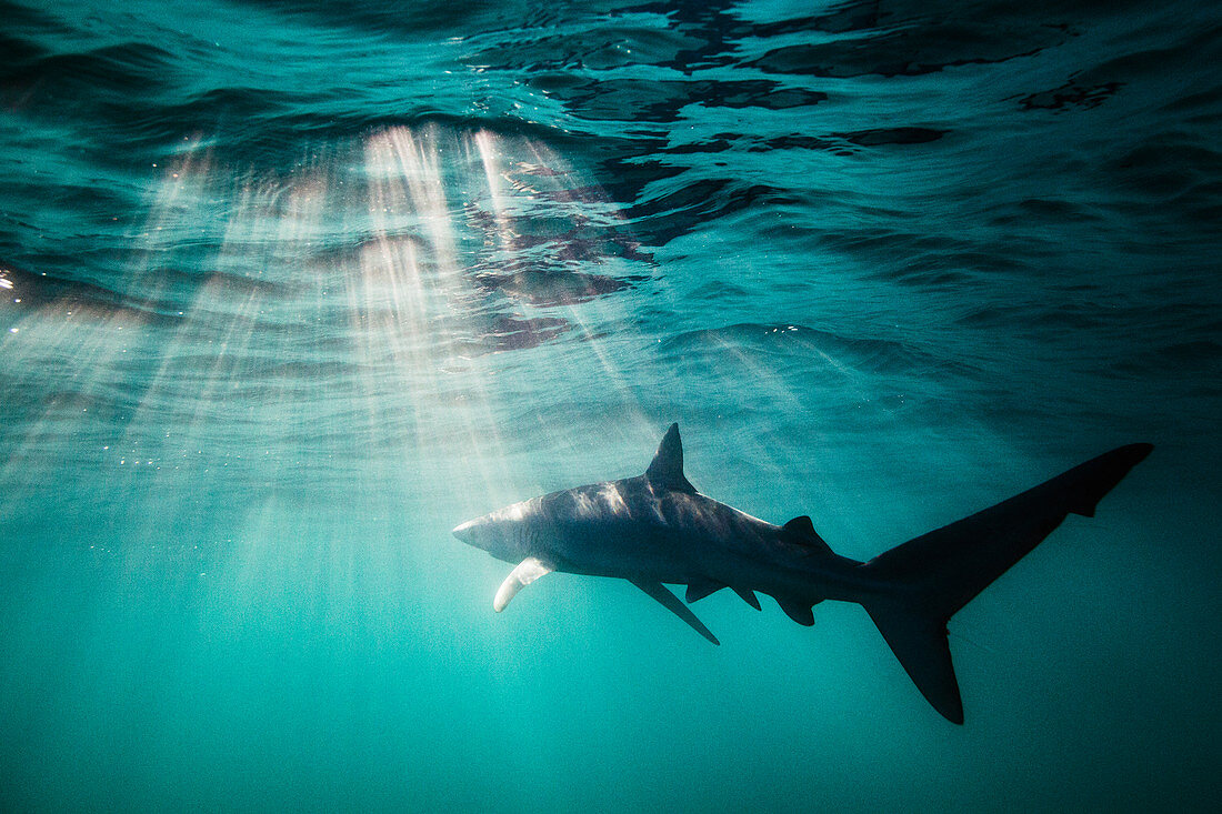 Blauhai (Prionace glauca), San Diego, Kalifornien