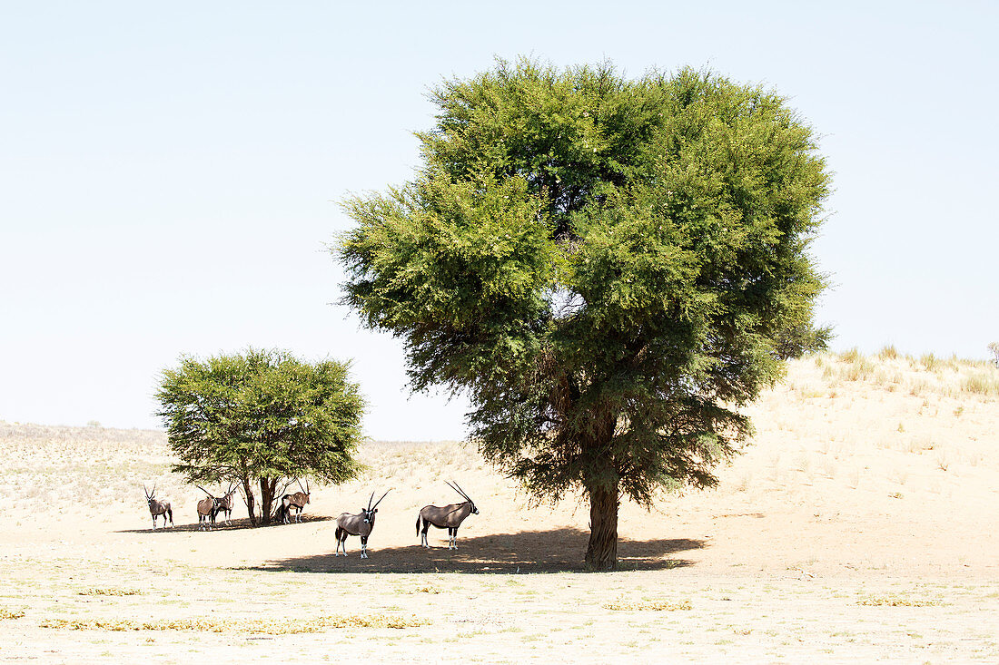 Spießbock (Oryx Gazella) Herde im Schatten in der Wüste, Kgalagadi-Transfrontier-Nationalpark