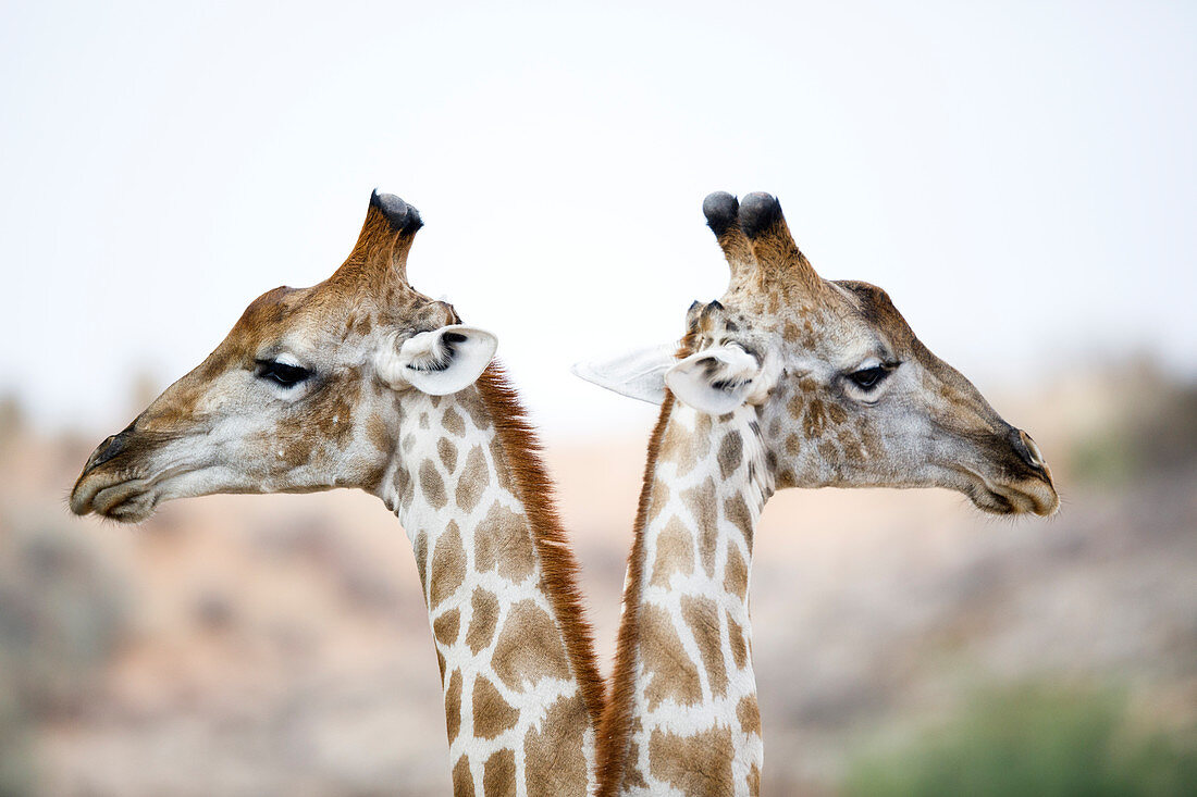 Nord-Giraffe (Giraffa camelopardalis), Paar, Kgalagadi-Transfrontier-Nationalpark, Südafrika