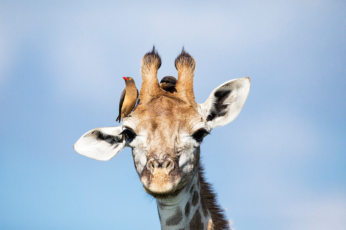 Nordgiraffe (Giraffa camelopardalis) mit Madenhacker (Buphagus erythrorhynchus), Itala-Wildreservat, KwaZulu-Natal, Südafrika
