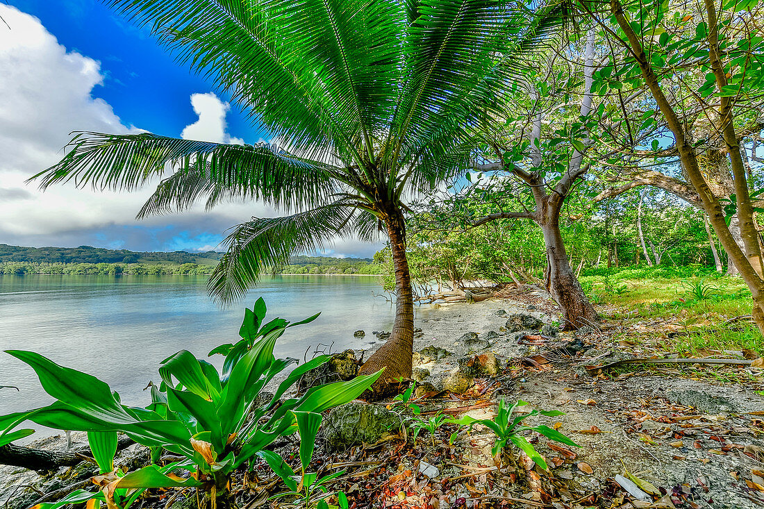 Kokospalme (Cocos nucifera) and der Küste, Aimbuei-Bucht, Aore Island, Vanuatu