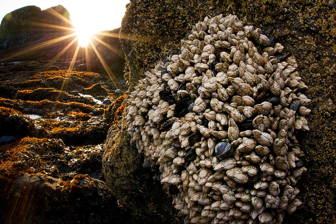 Blatt-Seepocken (Pollicipes polymerus) bei Sonnenuntergang, Yaquina Head Outstanding Natural Area, Newport, Oregon