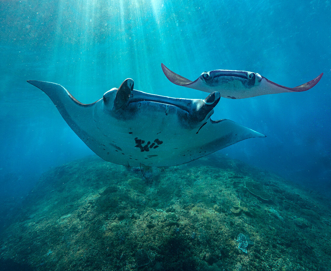 Riffmanta (Manta alfredi), Rochen-Paar, Nusa Penida, Bali, Indonesien