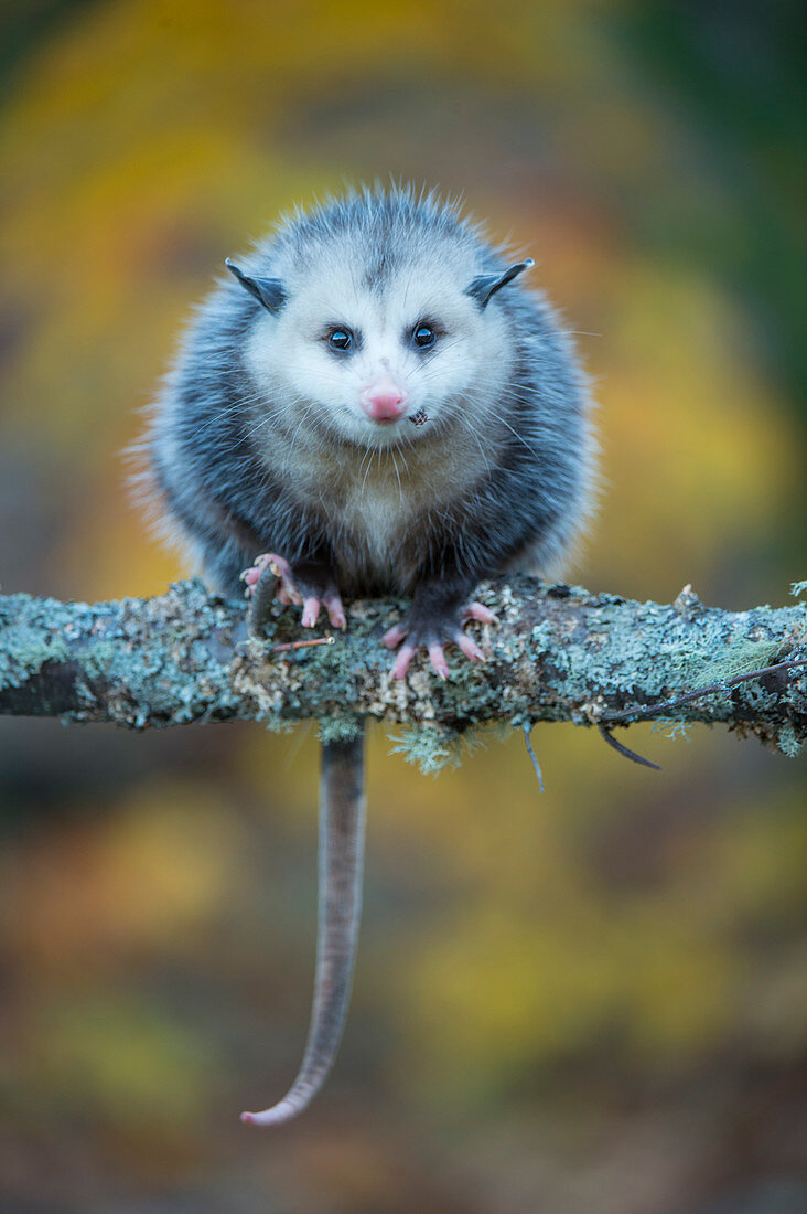 Virginia Opossum (Didelphis virginiana), heimisch in Nordamerika