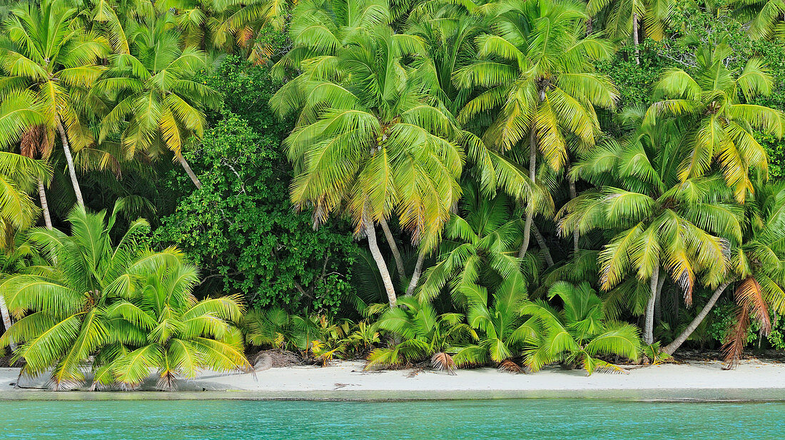 Kokospalmen (Cocos Nucifera) am Strand, D'Arros Island, Seychellen
