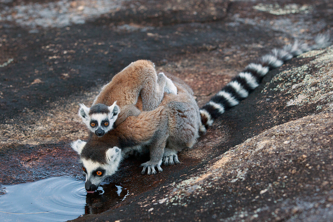 Kattas (Lemur Catta) Mutter und Jungtier beim Trinken, Anja Park, Madagaskar