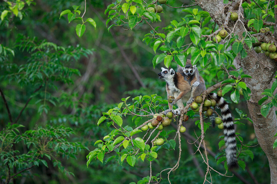 Kattas (Lemur catta) Mutter und Jungtier fressen Früchte, Anja Park, Madagaskar einziehen