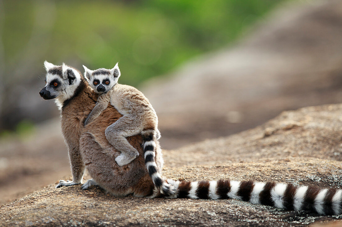 Kattas (Lemur catta) Mutter und Jungtier, Anja Park, Madagaskar