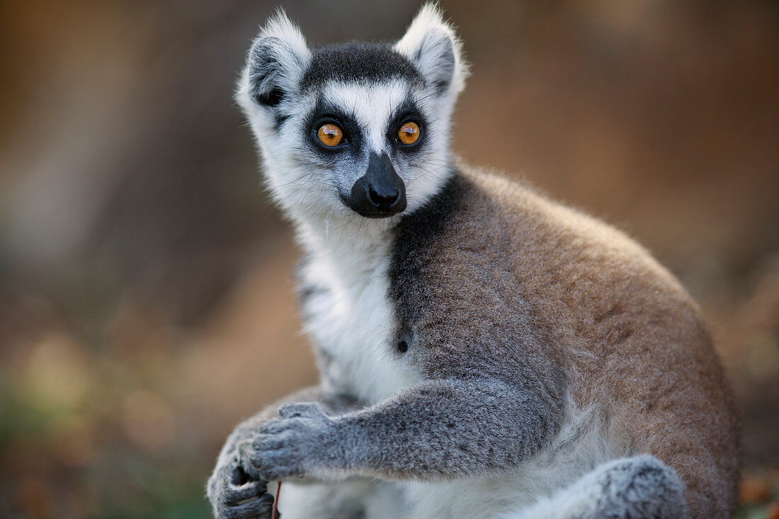 Katta (Lemur catta), Anja Park, Madagaskar