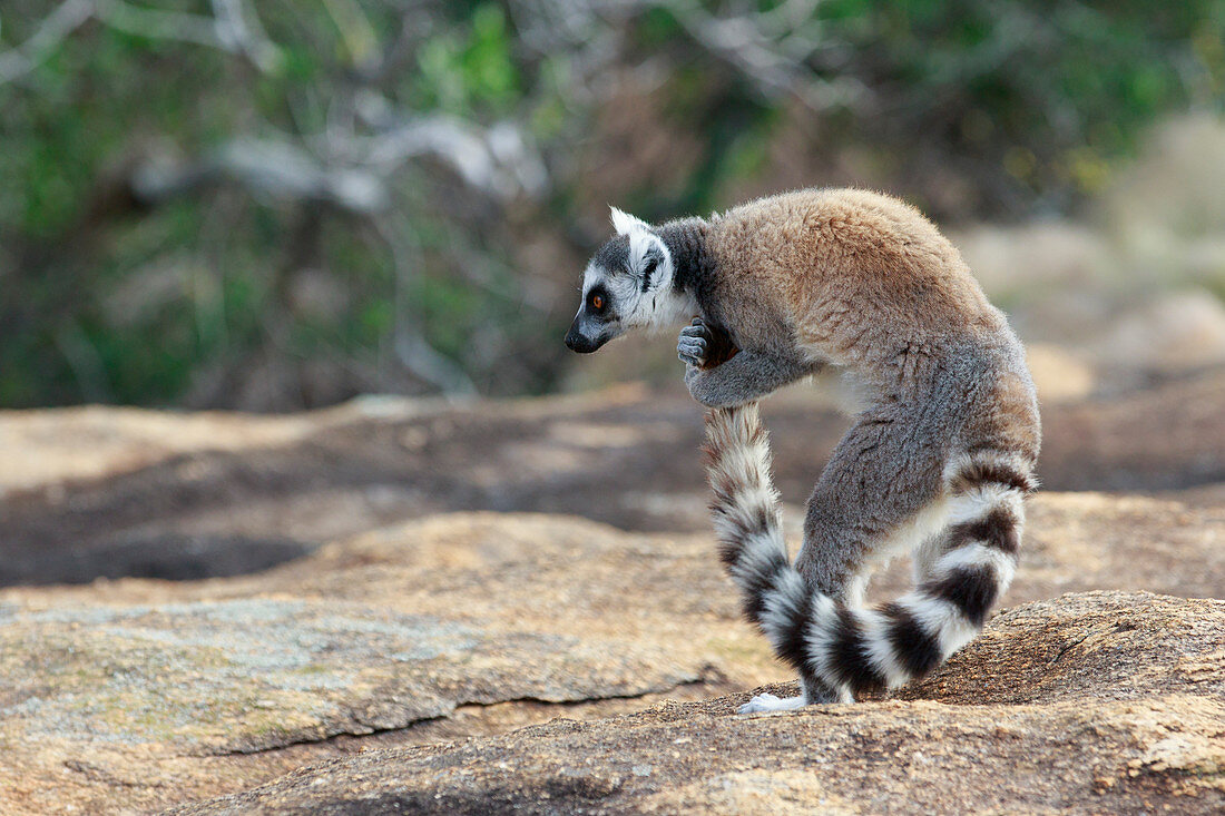 Katta (Lemur catta) Schwanz von männlichem Tier wird beim Stinkkämpfen benutzt, Anja Park, Madagaskar