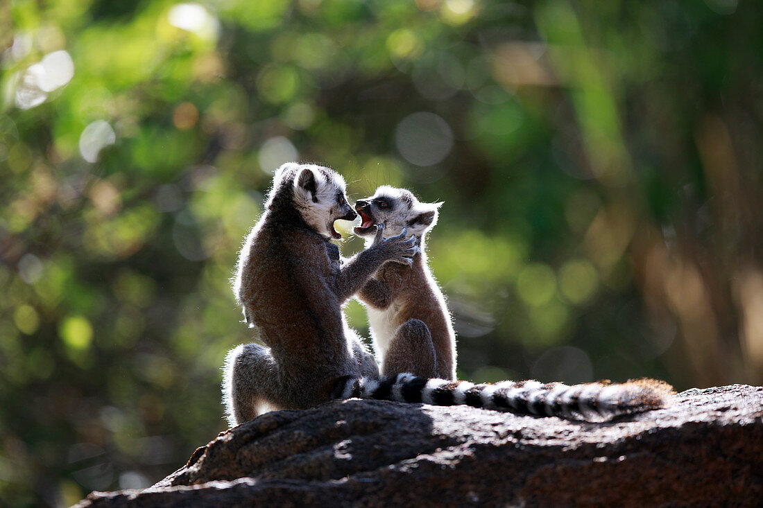 Katta (Lemur catta) Jungtier beim Spielen, Anja Park, Madagaskar
