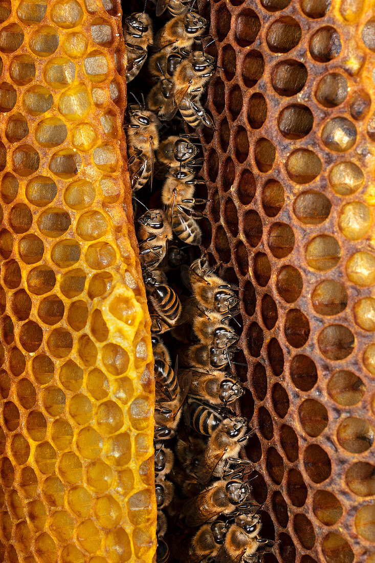 Honigbienen-Kolonie (Apis mellifera) auf Bienenwabe, Deutschland