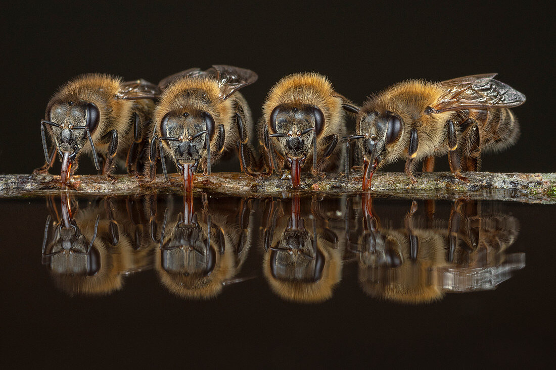 Honigbienen (Apis mellifera) beim Trinken, Deutschland
