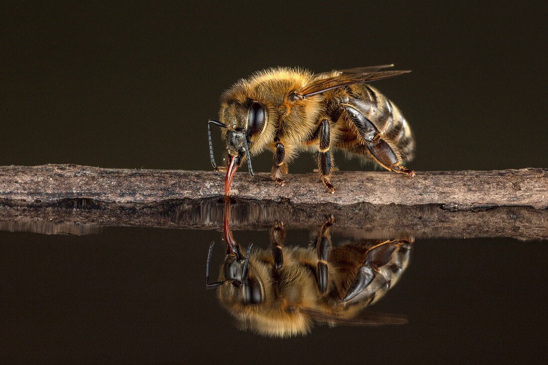 Honigbiene (Apis mellifera) beim Trinken, Deutschland