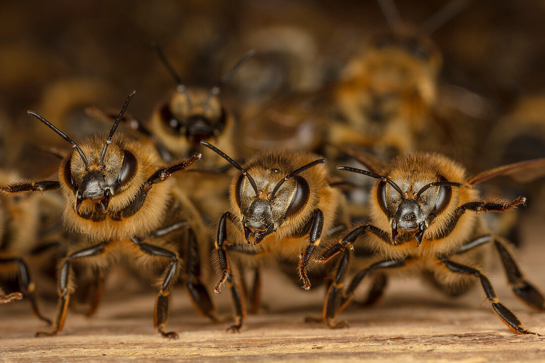 Honigbienen (Apis mellifera) in der defensiven Lage, Deutschland