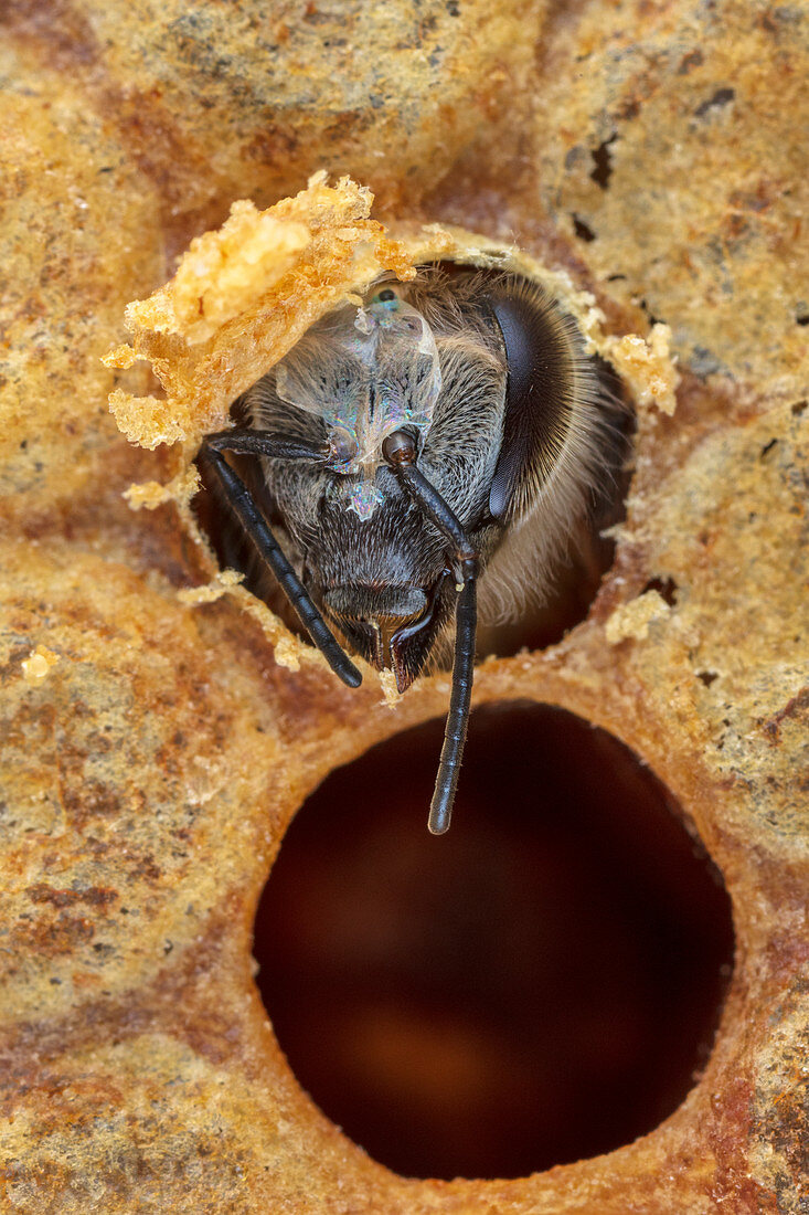 Honigbiene (Apis mellifera), schlüpft aus der Brutzelle, Deutschland