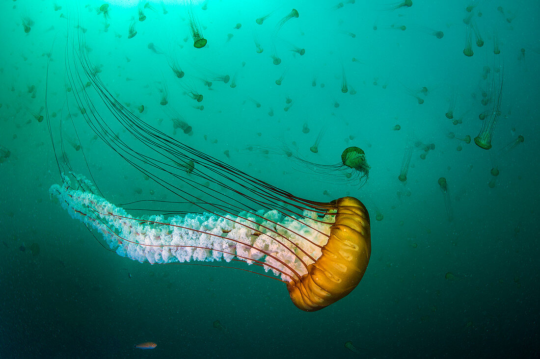 Kompasqualle (Chrysaora fuscescens), Monterey Bay, Kalifornien
