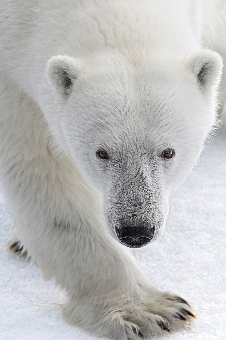 Eisbär (Ursus maritimus), Spitzbergen, Norwegen