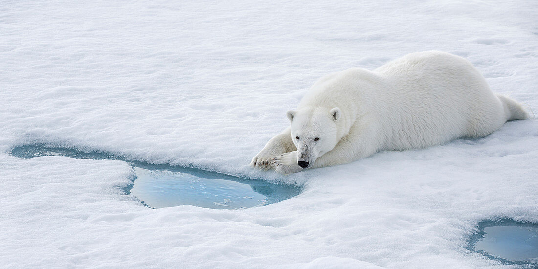 Eisbär (Ursus maritimus), wartet am Atemloch auf Robben, Svalbard, Norwegen