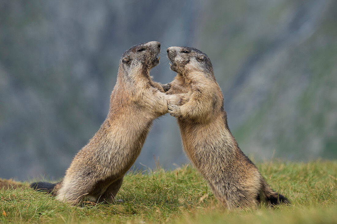 Alpenmurmeltiere (Marmota Marmota) beim Kämpfen, Nationalpark Hohe Tauern, Österreich