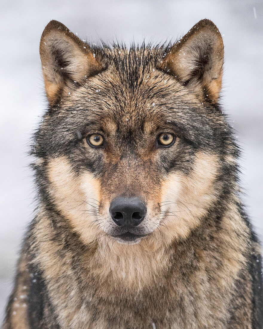 Europäischer Wolf (Canis Lupus), Niedersachsen, Deutschland