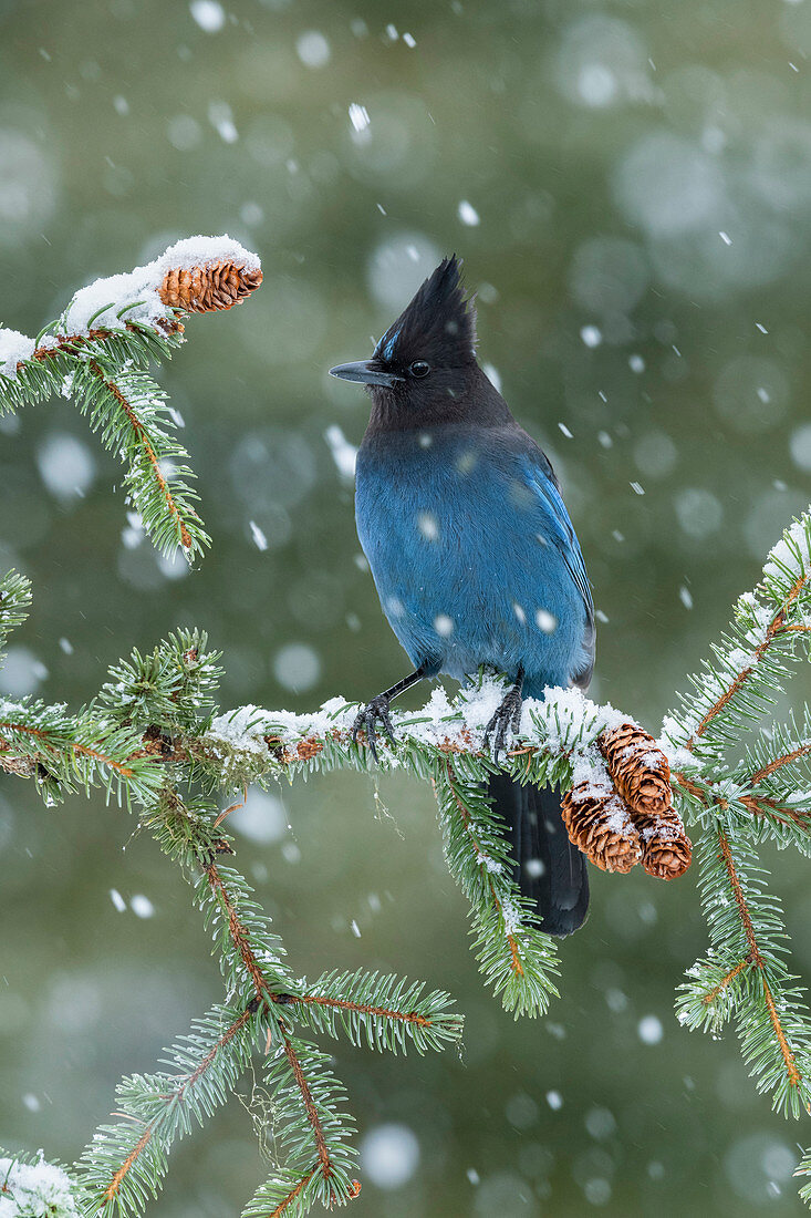 Diademhäher (Cyanocitta stelleri) in den Schneefällen, Alaska