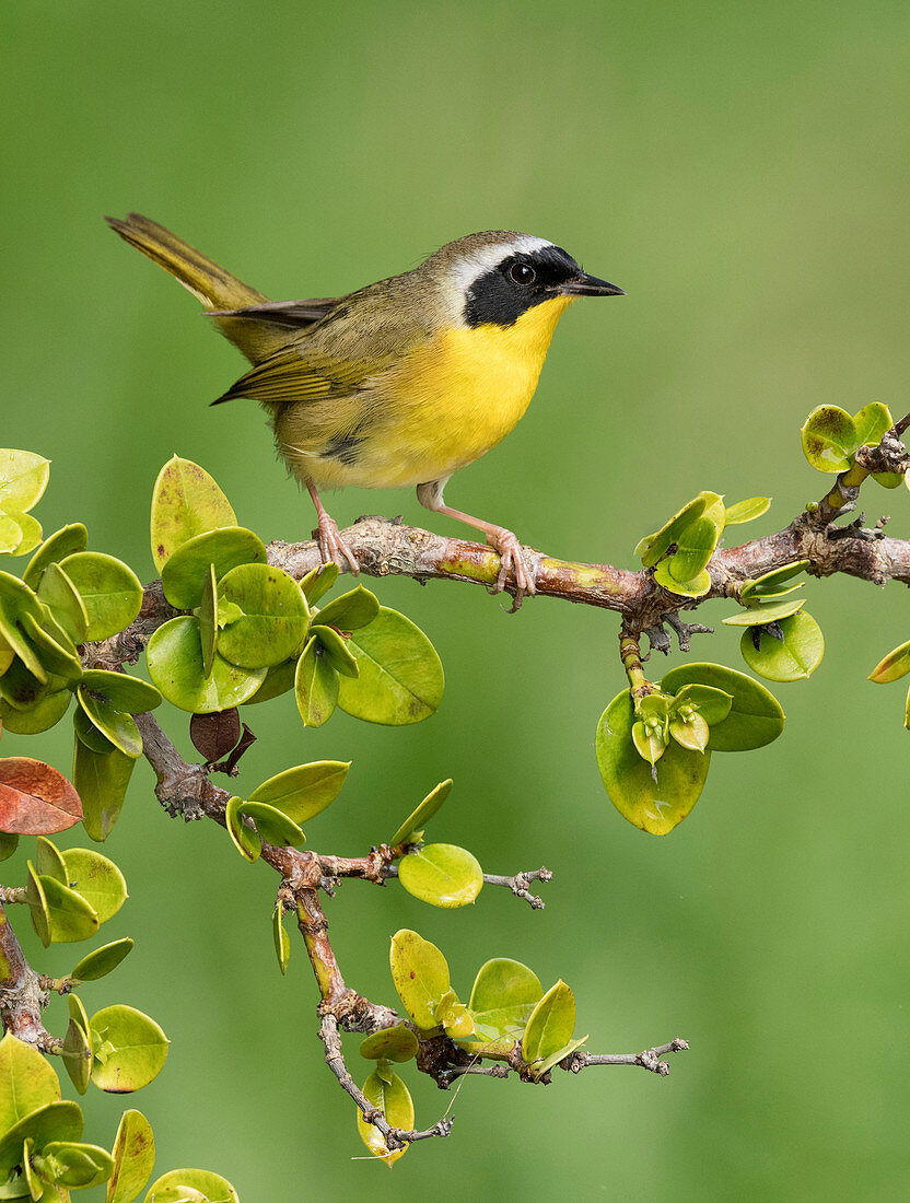 Weiden-Gelbkehlchen (Geothlypis trichas), männchen, Texas