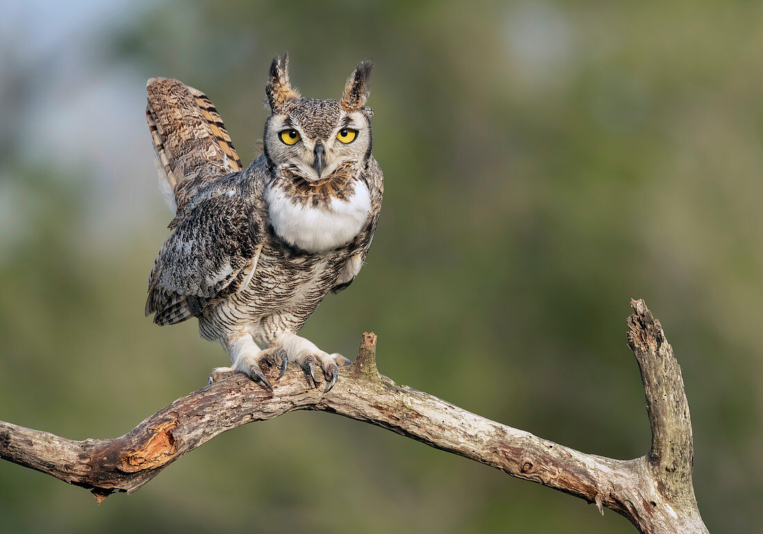 Virginia-Uhu (Bubo virginianus), Texas