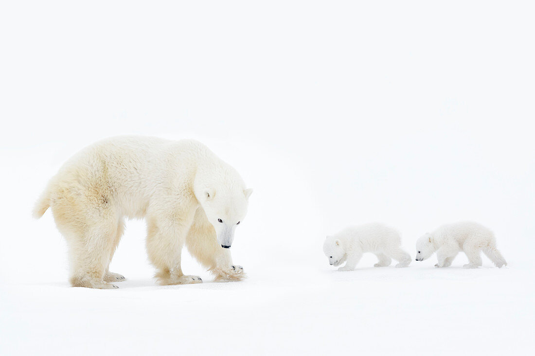 Eisbären (Ursus maritimus) Mutter und Jungtier, Wapusk Nationalpark, Manitoba, Kanada