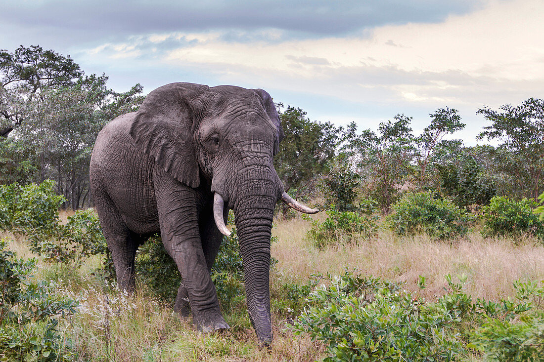 Afrikanischer Elefant (Loxodonta africana) in der Savanne, Mpumalanga, Südafrika