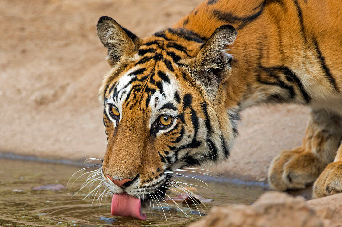 Bengal-Tiger (Panthera der Tigris der Tigris), beim Trinken, Indien